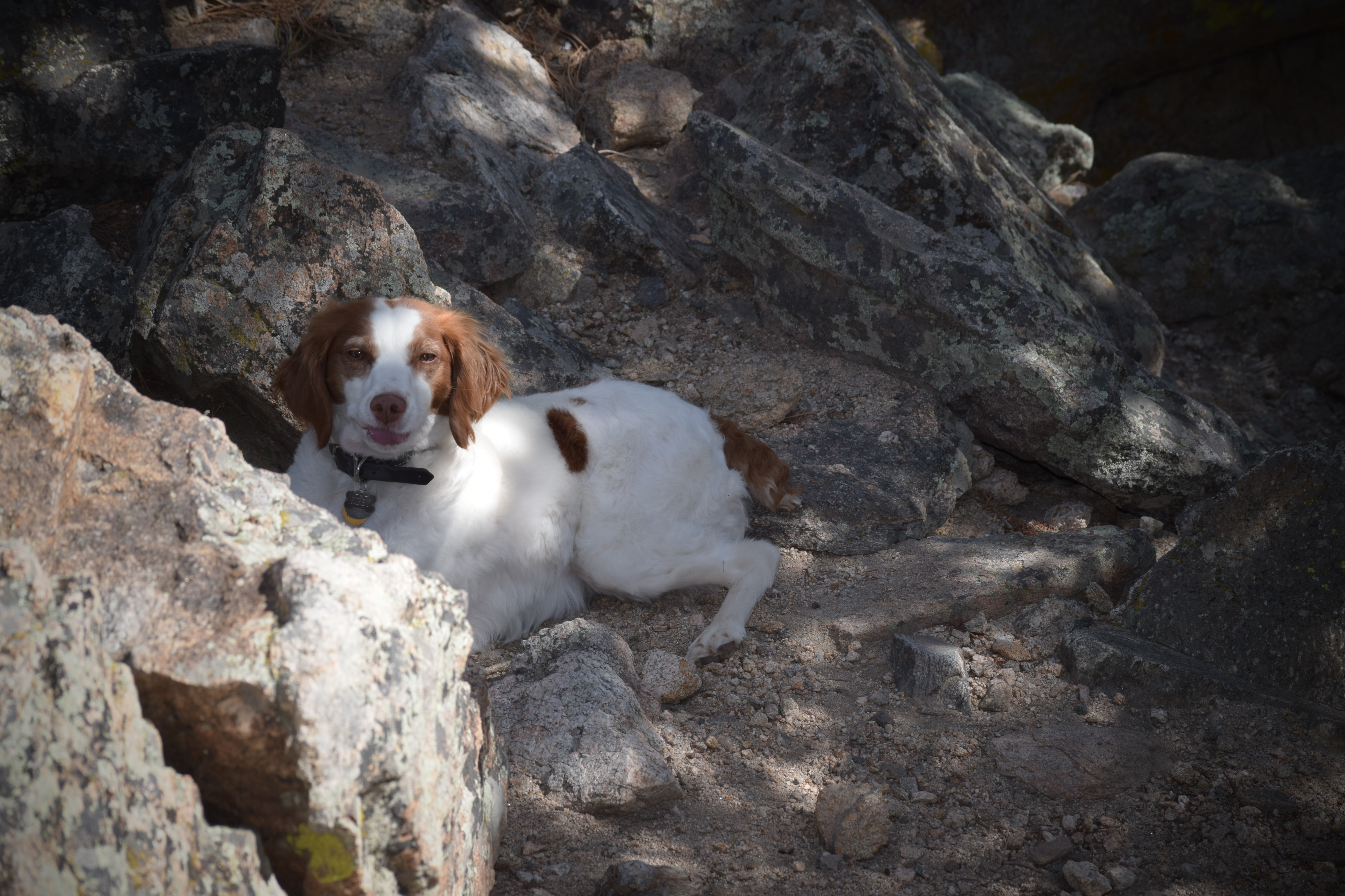 Description of Image